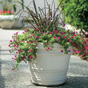 Picture for category TRADITIONAL